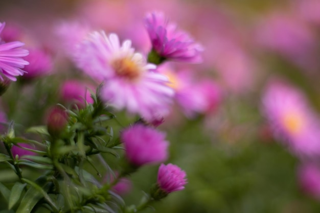 Aster amellus, European Michaelmas-daisy는 Aster 속의 다년생 초본 식물입니다.