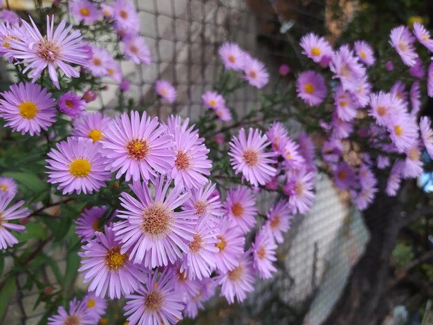 Фото Цветы астер-амелуса в саду