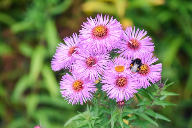 写真 aster amellus、ヨーロッパのmichaelmasのデイジーの花と大きな蜂。