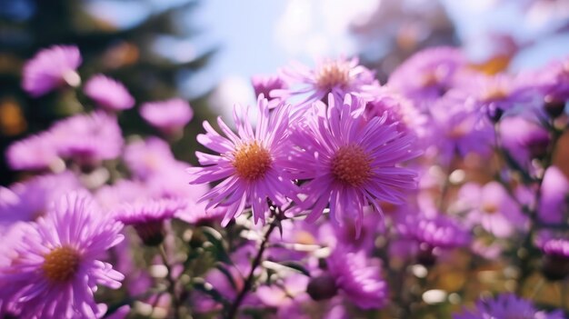 Aster background images natural colors bright background generative ai