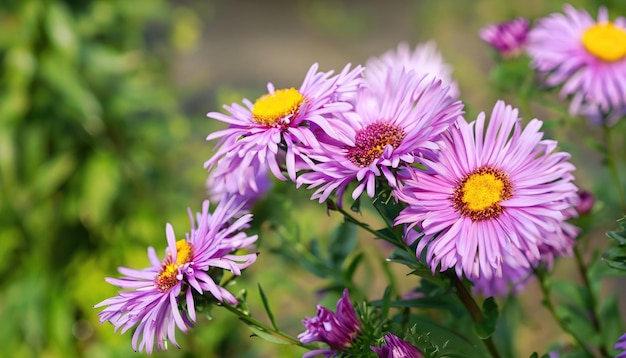 Aster bloeit in de tuin met kopieerruimte