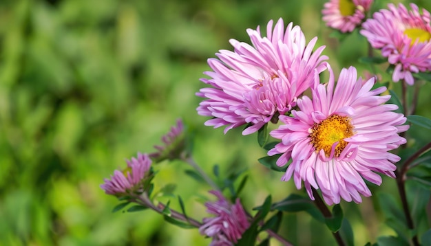 Aster bloeit in de tuin met kopieerruimte