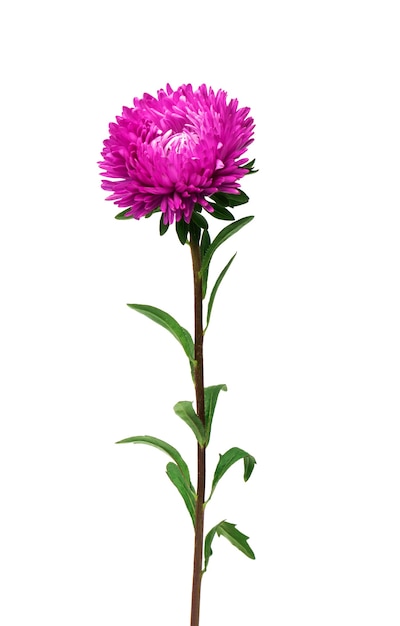 Aster bloem geïsoleerd op wit