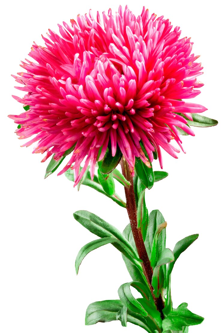 Aster bloem geïsoleerd op wit