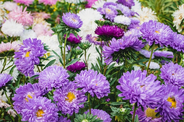 Aster bloemen groeien in de tuin veel Callistephus chinensis planten in bloembed