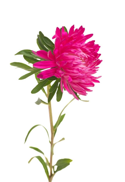 Aster bloemen