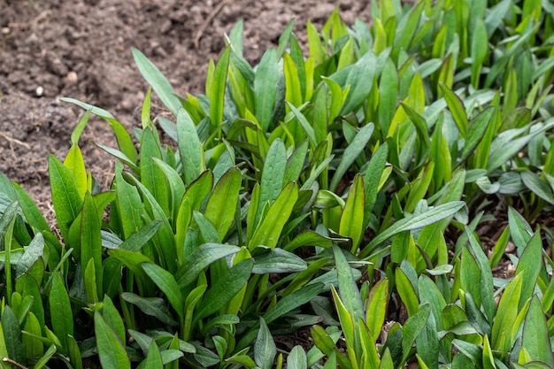 Aster dumosus Aster novibelgii в саду с зелеными листьями