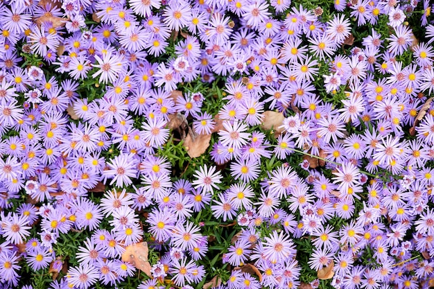 Aster dumosus Blue Lagoon 또는 베개 Aster 가을 정원