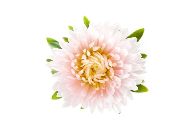 Aster flower pink coral color closeup isolated on white background