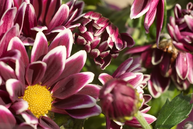 Aster Flower