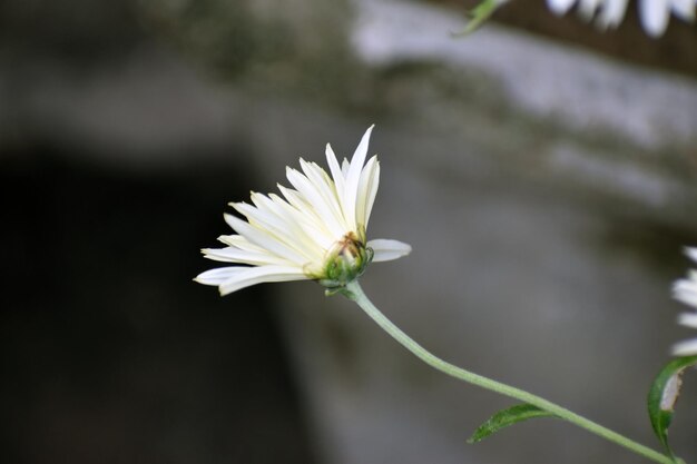 Photo aster flower