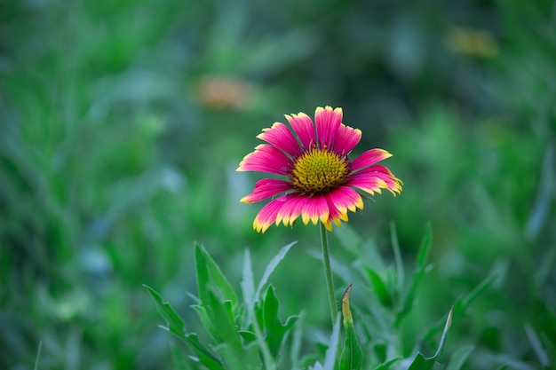 Aster flower