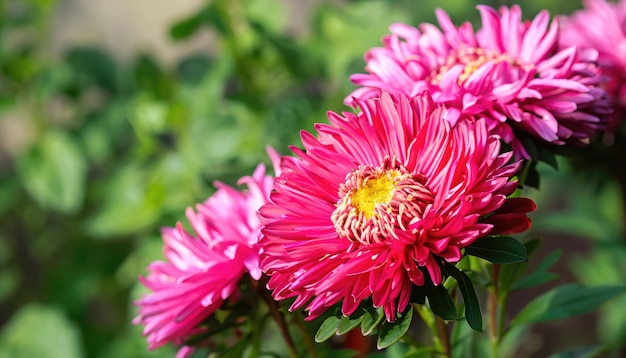 Aster flowering in the garden with copy space