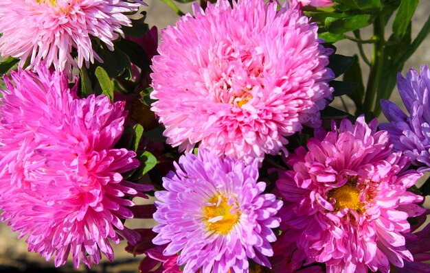 Aster flowers background