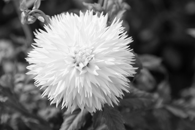 Aster flowers in green garden Aster blossom on blurred natural background Blossoming flowers with white petals Nature and environment Floral shop and design