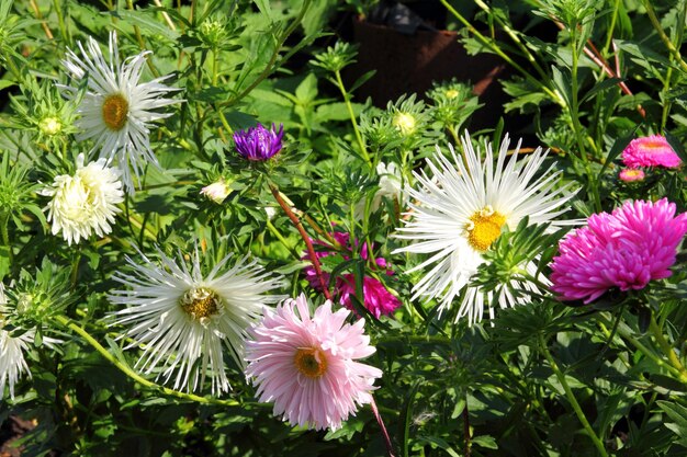 Aster flowers