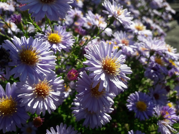 Aster kamille bloeien in de tuin