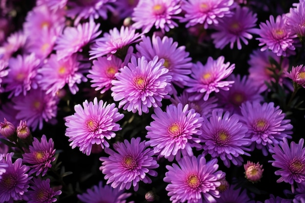 Asters as background and texture