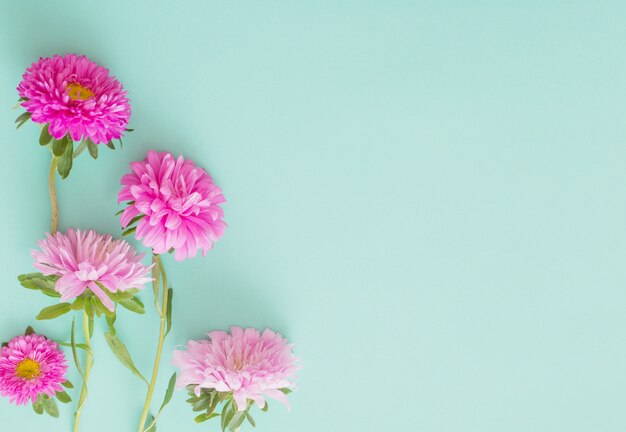 Asters flowers on green background