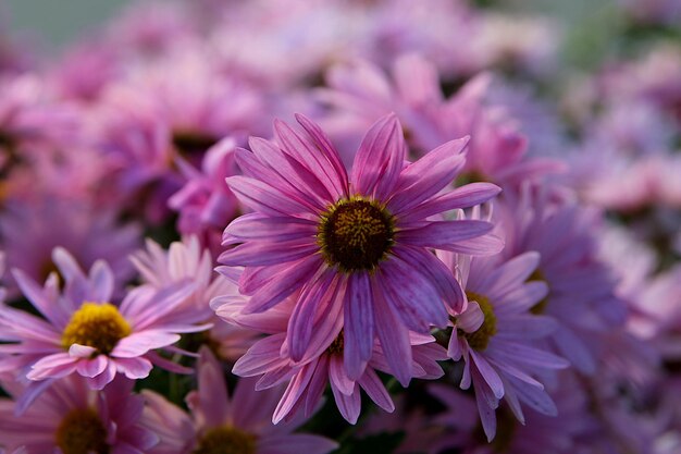 Asters in the garden. Pink flowers background image.Close up