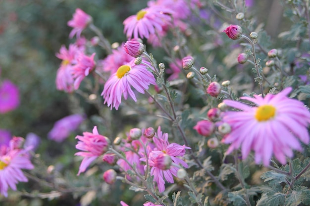 Asters in the garden pink flowers background image.Close up