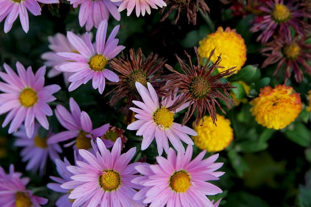 Asters in the garden. Pink  flowers background image.