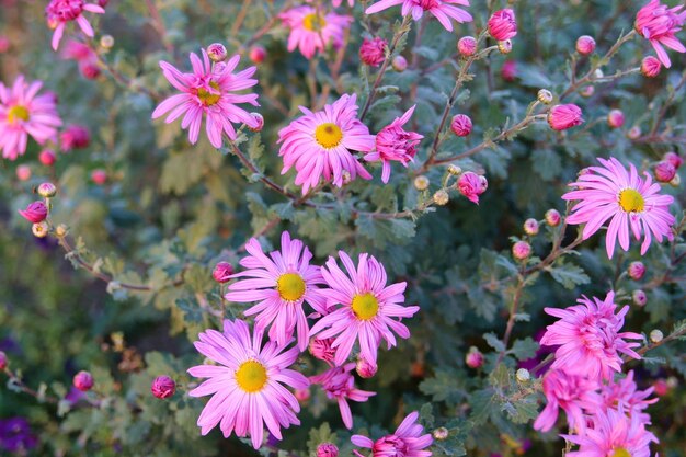 Asters in the garden.
Pink flowers background image