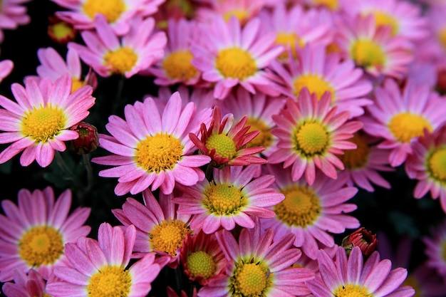 Asters in de tuin.