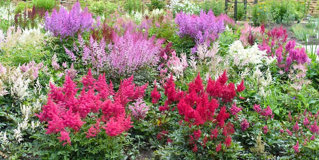 さまざまな種類のアスティルバの花