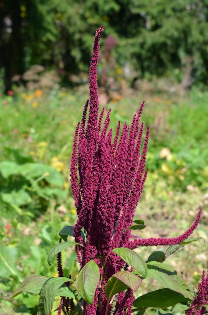 Foto astilbe bloeiende plant met bordeauxrode bloeiwijzen