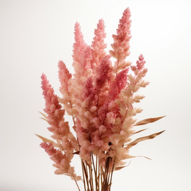 색 바탕에 분리 된 Astilbe 건조한 꽃 생성 AI