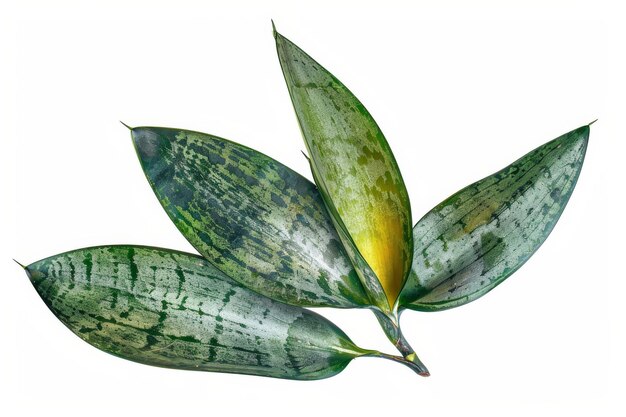 Astonishing Leaves of sansevieria trifasciata