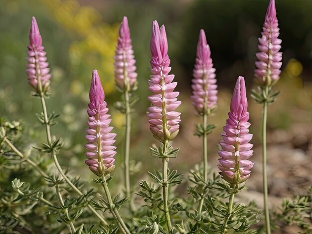 Astragalus Astragalus membranaceus in the garden