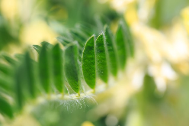 Astragalus close-up Ook wel melkwikke geitendoorn of vinelike Lente groene achtergrond Wilde plant genoemd