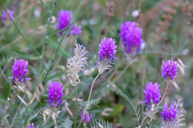 Photo astragalus onobrychis