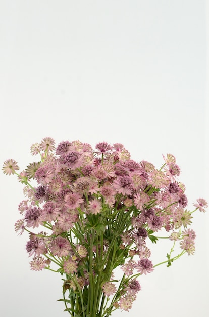 Photo astrantia flower for background