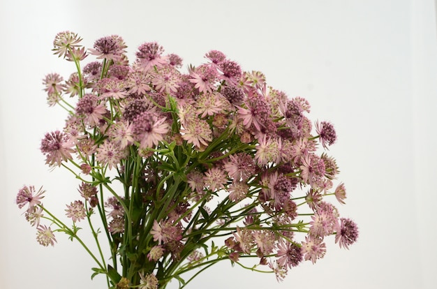 Photo astrantia flower for background