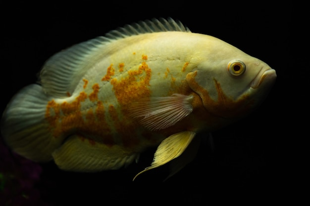 Рыба Astronotus ocellatus, также известная как рыба Оскар, изолированная на черном