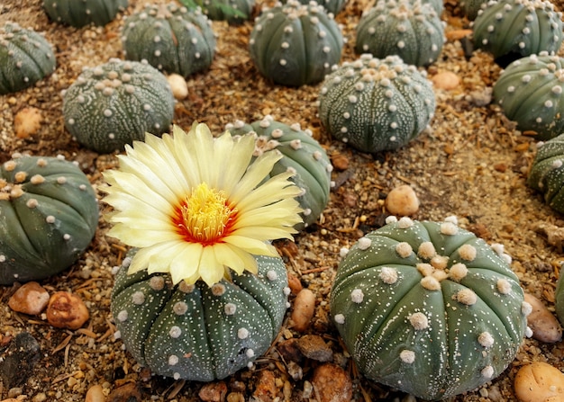 Astrophytum asterias cactusbloem in de tuin