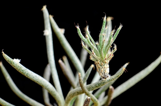 Astrophytum caput-medusae of Digitostigma caput