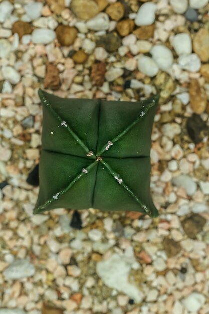 Astrophytum ornatum in nature