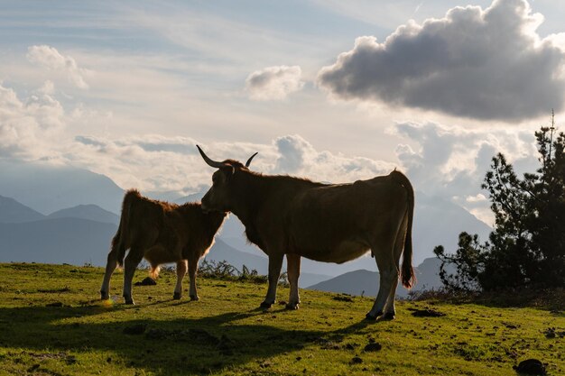 Asturische koeien in het gezichtspunt van Seguencu de Asturias.