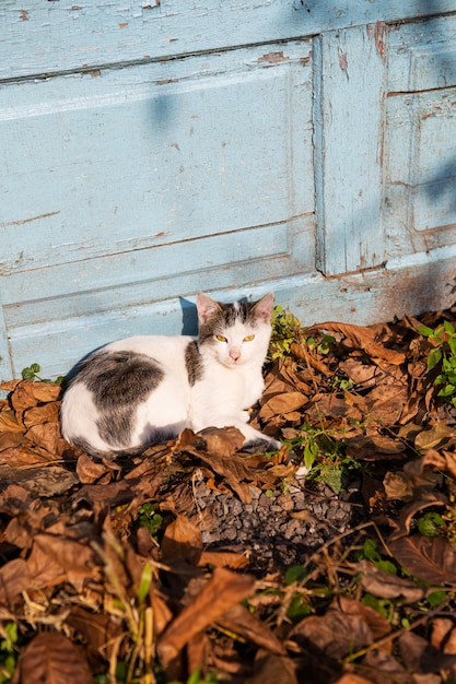 Сat lies in fallen leaves