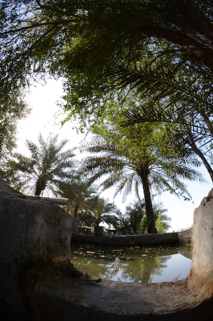 ate palm  tree of the palm family cultivated for its sweet edible fruits