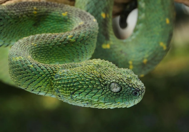 Atheris chlorechis is a species of viper found only in the forests of West Africa