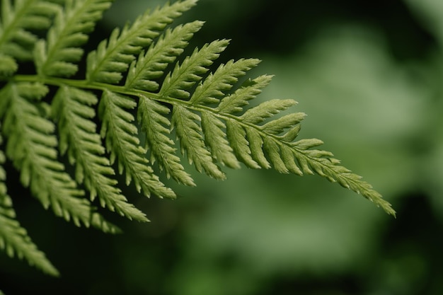 Фото athyrium filix-femina на естественном зеленом фоне