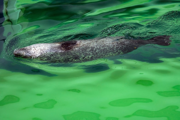 ハイイロアザラシ-テラリウムの水面で泳ぐHalichoerusgrypus。