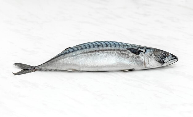 Atlantic mackerel fish isolated on a white background