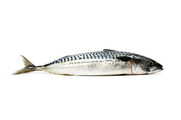 Atlantic mackerel fish isolated