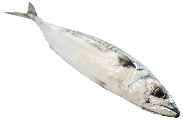 Atlantic mackerel freshly caught closeup